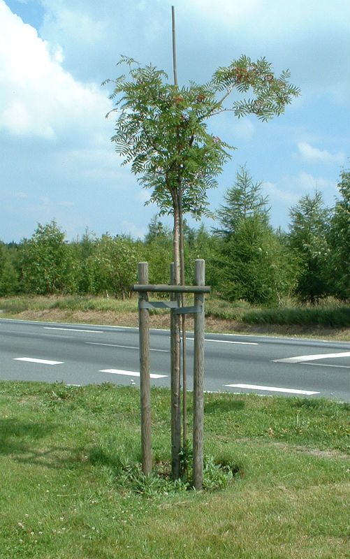 Junger Straßenbaum, mit Baumpfählen und Querholz gesichert